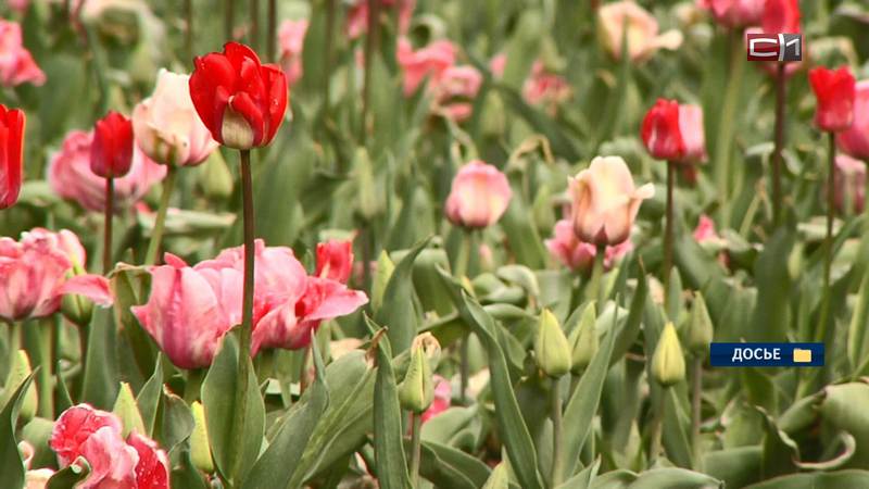 Еще больше цветов: площадь клумб и вазонов в Сургуте этим летом увеличится