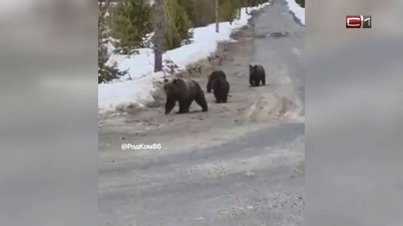 На трассе в Югре заметили медведицу с тремя медвежатами