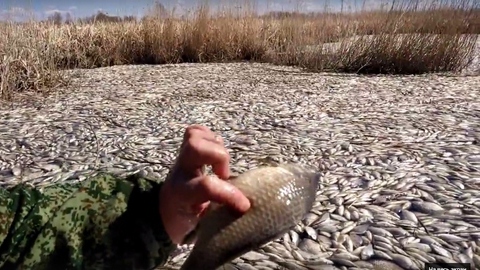 Тонны рыбы, и вся - мертвая! Прокуратура расследует экологическое ЧП на уральском озере
