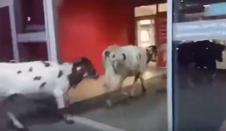 Коровы в Сити-Молле. В сургутский торговый центр наведались необычные посетители. ВИДЕО