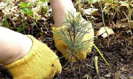 8 тысяч сосен – за день. Сургутский район стал лидером в Югре по количеству посаженных деревьев