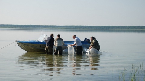 5 тысяч мальков пеляди выпустили в водоем Белоярского района