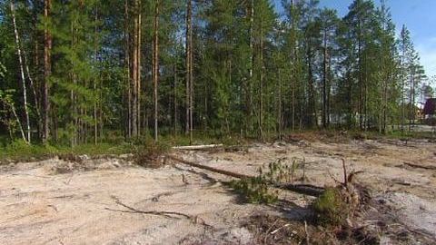 В сургутском дачном кооперативе "Летние юрты" незаконно рубят лес — идет расчистка территории под строительство