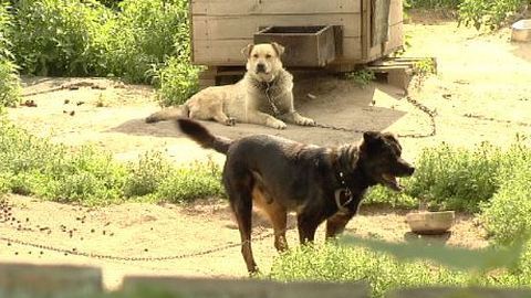 Собака бывает кусачей. В Сургуте с начала года бродячие животные напали на 400 человек, среди пострадавших — дети