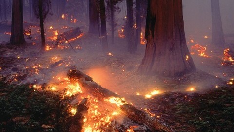 Пожары в лесах Югры ликвидированы. Спасательные службы работают в повседневном режиме
