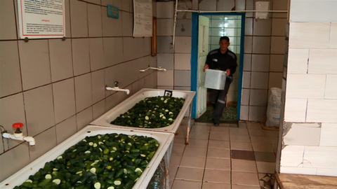 Огурцы солить – не сухари сушить. В колониях Тюменской области осужденные готовят соленья на зиму