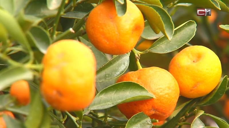 Сибирские мандарины к Новому году! В Тюменском районе выращивают экзотические фрукты в уникальных теплицах