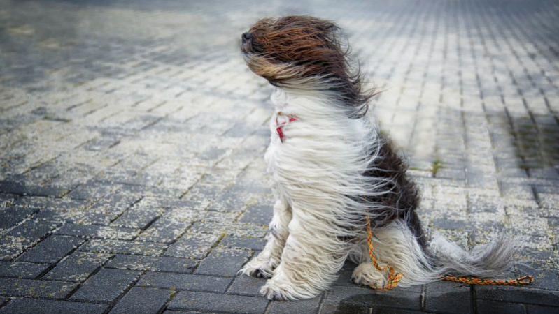  ВНИМАНИЕ! Сегодня в Сургуте ожидается сильный ветер