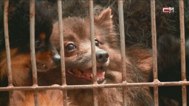 «Не знают, что такое вода и туалет»: шокирующие подробности жизни собачьего «концлагеря» в Тюмени