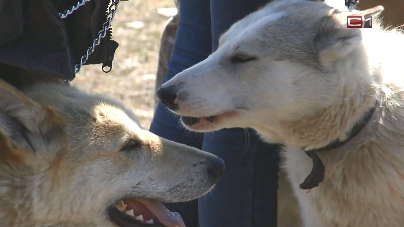 Незаменимые помощники: в Югре выбрали лучших охотничьих собак