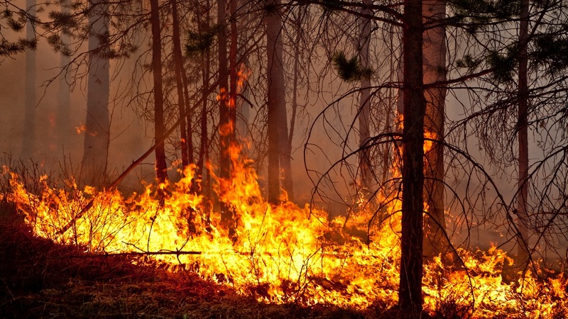 Два очага возгорания: полыхающий в Сургутском районе лес тушить не будут