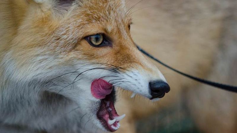 В Югре от укусов бешеных лисиц пострадали четыре человека