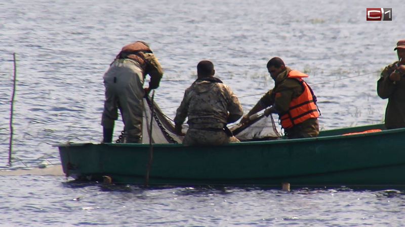 Рыба пошла. Миллионы мальков выпустили сургутские нефтяники в бассейн Оби 