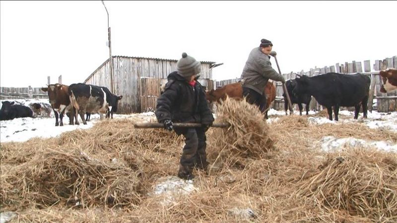Переквалифицироваться в фермеры. Как правительство Тюменской области помогает аграриям