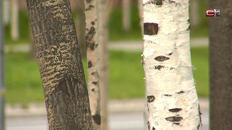 Без вариантов. Ради ремонта теплотрассы в Сургуте уберут ряд деревьев
