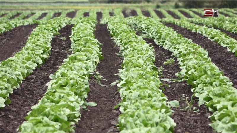 Редкое явление. Фермеры Тюменской области выращивают салат в открытом грунте
