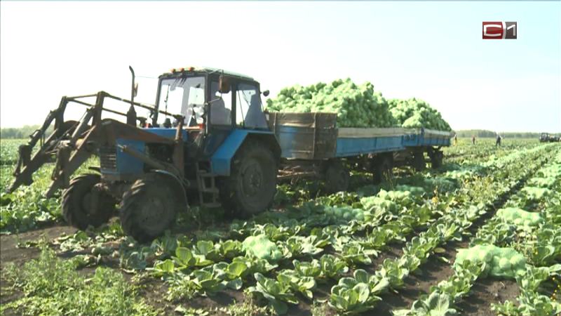В этом году Тюменская область - лидер по урожайности овощей в России