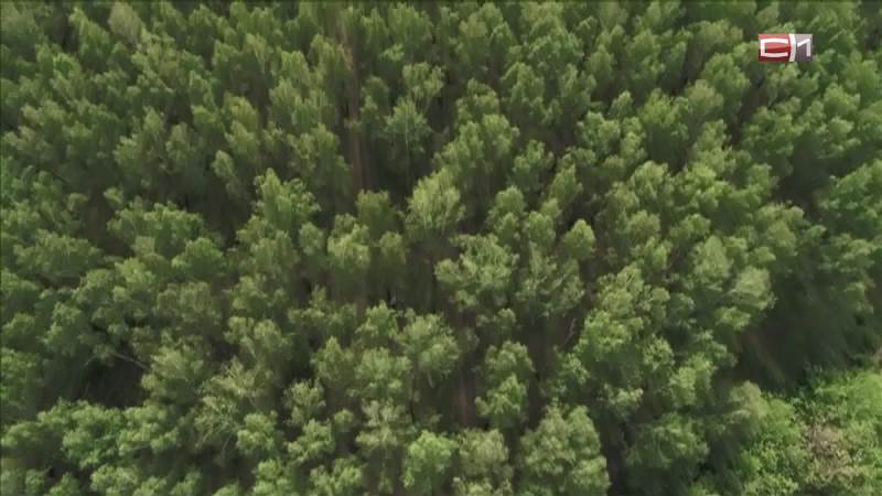 Семь тысяч гектаров леса восстановили в Тюменской области