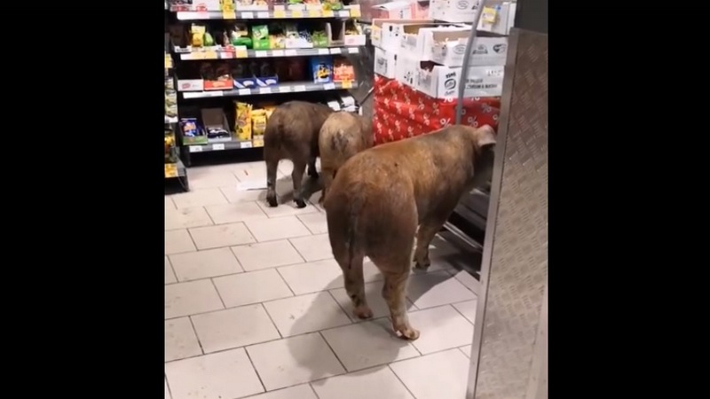 В магазин Тюмени забрели 3 свиньи и напились коньяка. ВИДЕО