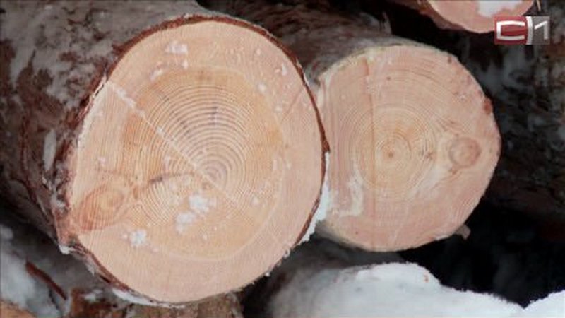 Три года условно получил югорчанин за незаконную вырубку леса