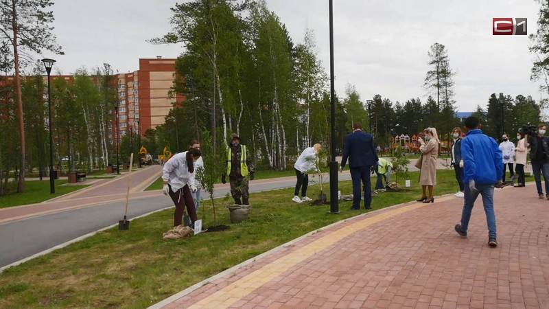 Деревья на "Аллее выпускников" в Сургуте в этом году высадили педагоги