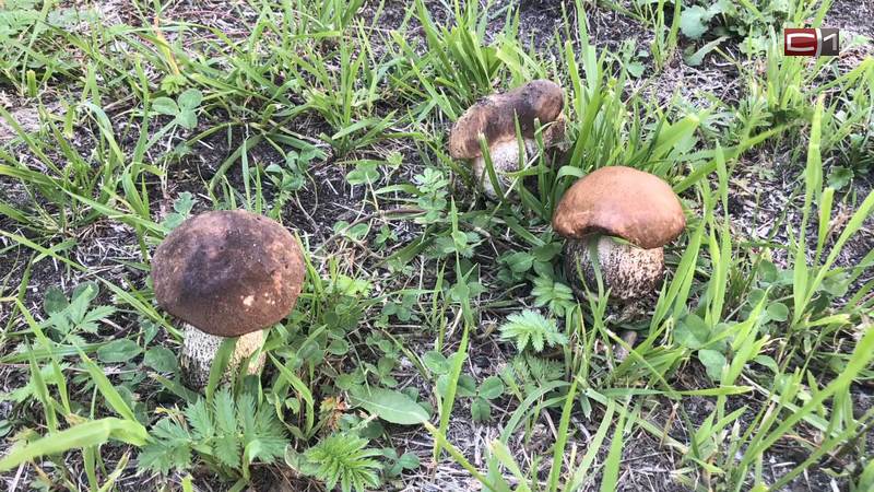 Природный феномен? На газонах в центре Сургута растут белые грибы