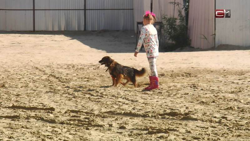 Бездомные собаки Сургута к осени обретут новые дома