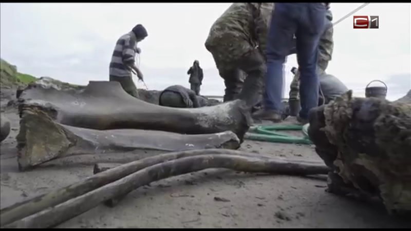 На Ямале местные жители нашли ценный скелет мамонта