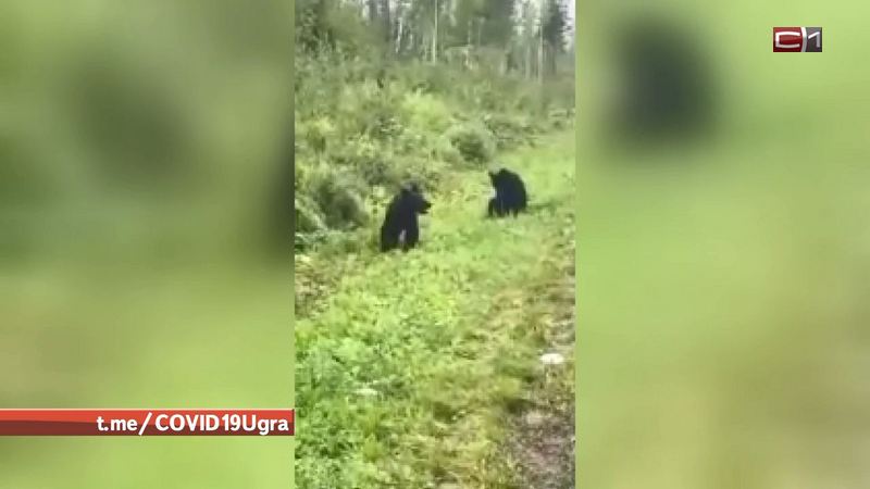 В Югре маленькие медвежата вышли на прогулку вдоль трассы
