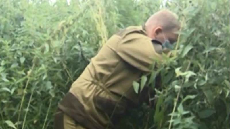 В Югре полицейские уничтожили 2 гектара дикорастущей конопли. ВИДЕО