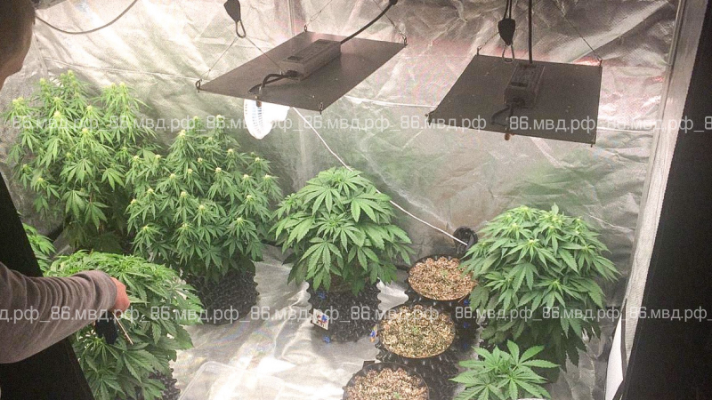 Плантация в гараже. В Югре полицейские изъяли у мужчины 1,5 кг марихуаны. ВИДЕО
