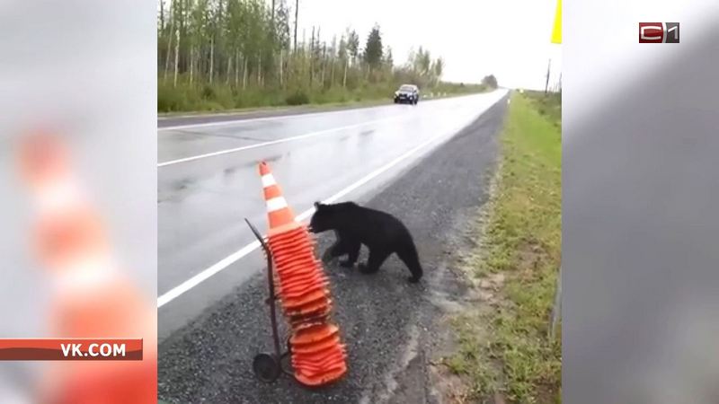 Медведи в Югре выходят из леса. Охотники о причинах такого поведения