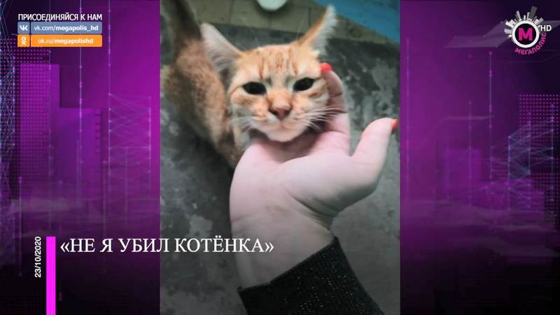 В Нижневартовске зверски убили котенка