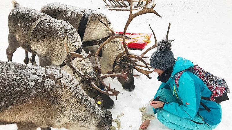 На Красной поляне туристов развлекают олени из Сургута
