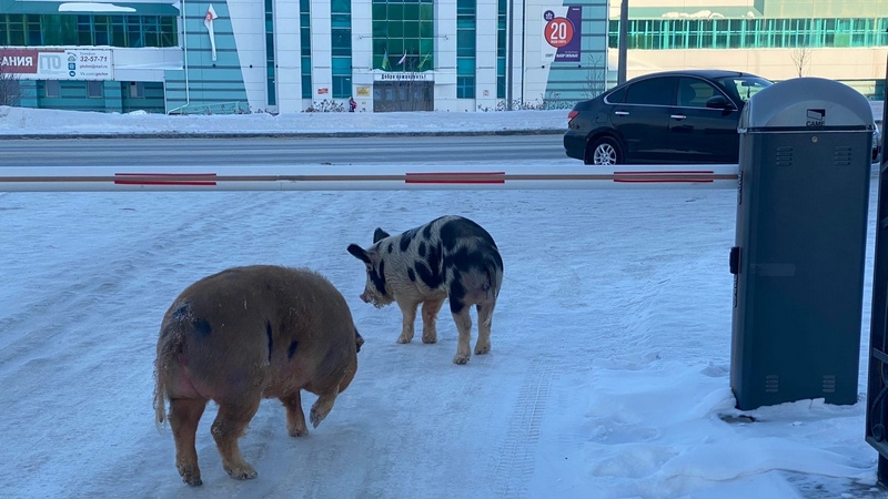 На улицах Ханты-Мансийска засняли прогуливающихся свиней