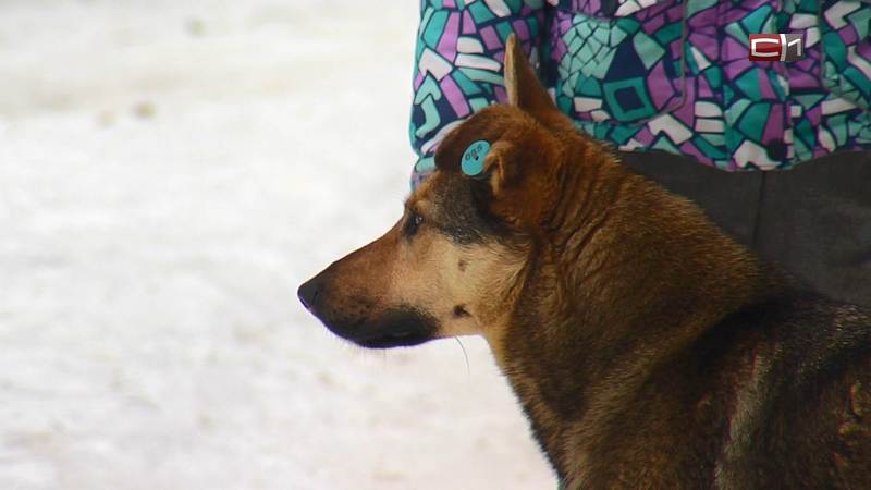 Как бороться с бродячими собаками в парке «За Саймой» и нужно ли вовсе