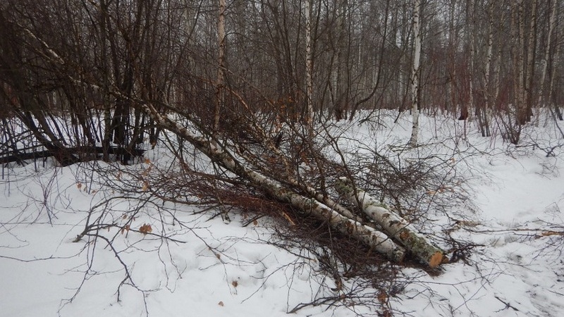 «Для личных нужд»: югорчанин подозревается в незаконной вырубке деревьев