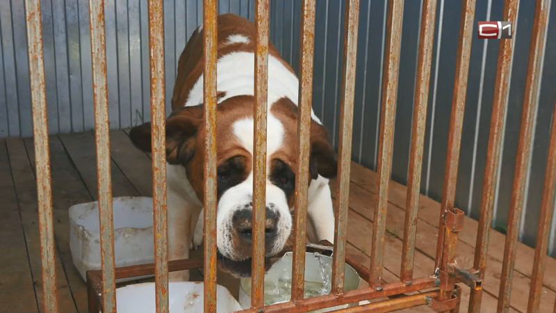 В Сургуте с начала года отловили почти полтысячи бродячих собак