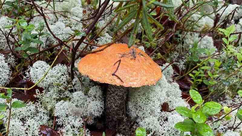 Июль, жара, но грибы в лесах под Сургутом уже появились
