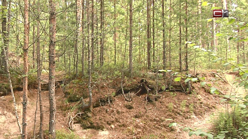 В лесу около Сургута обнаружены стопки бумаг с личными данными жителей