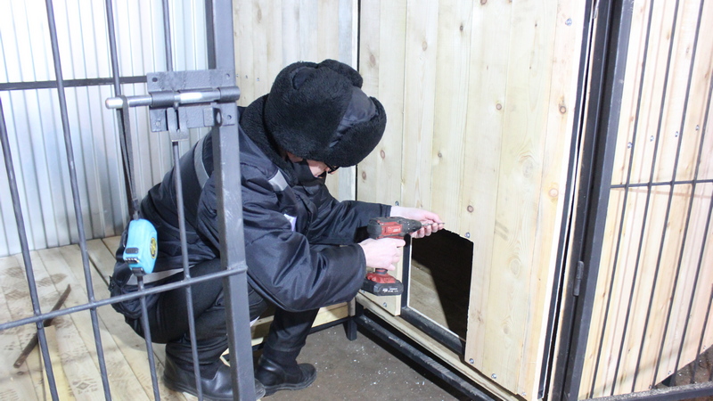 Осужденные Сургута обеспечивают будками приют для бездомных животных