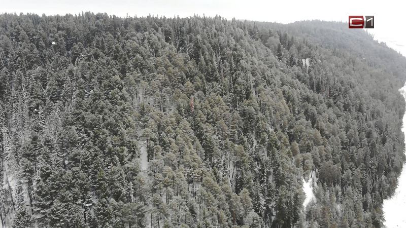 В декабре охрану хвойного молодняка в лесах Югры усилят