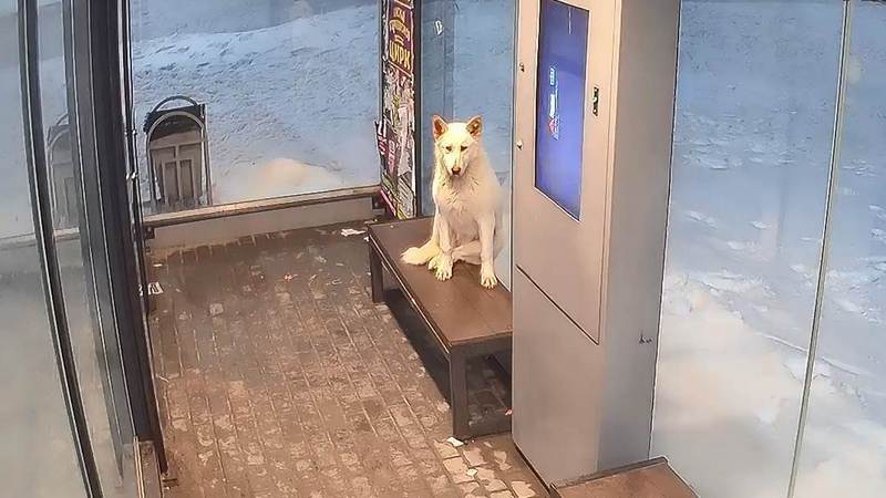 Сургутский пес, поселившийся в теплой остановке, стал любимчиком соцсетей