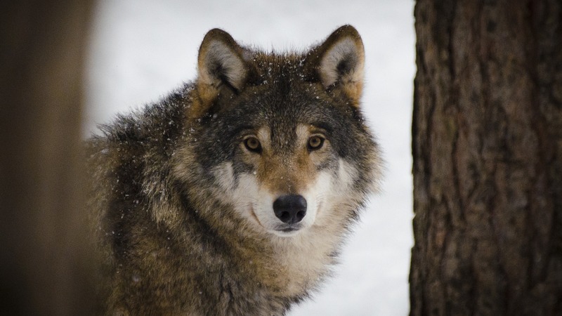 Охотники застрелили терроризировавшего жителей поселка в Югре волка   