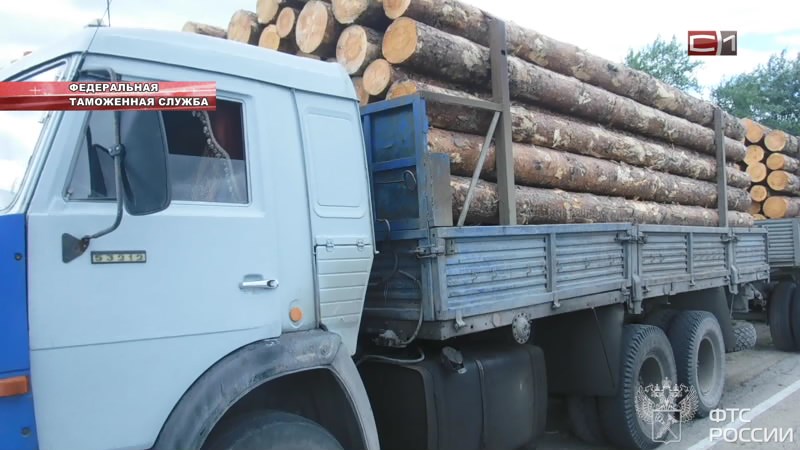 Предприниматель, занимавшейся контрабандой леса, задержан в Тюменской области