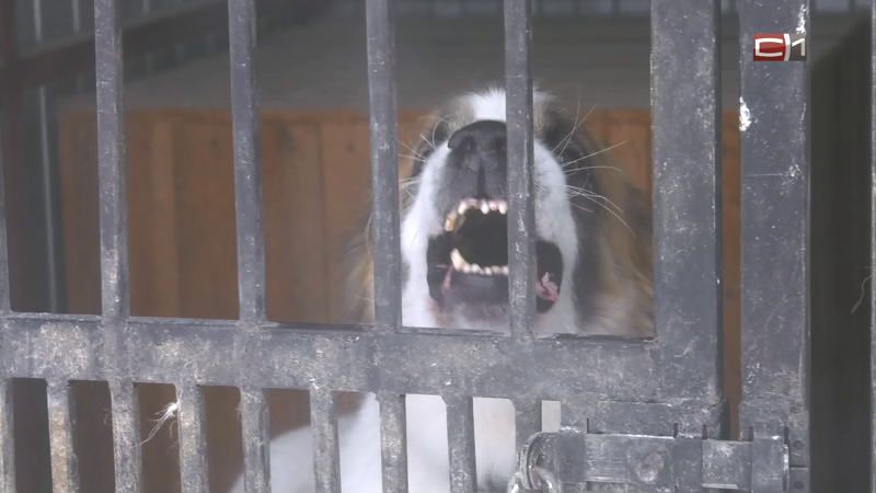 Карантин в Ханты-Мансийском районе объявлен из-за бешеной собаки 
