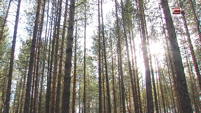 На главу стройкомпании возбудили дело за незаконную вырубку леса в Югре