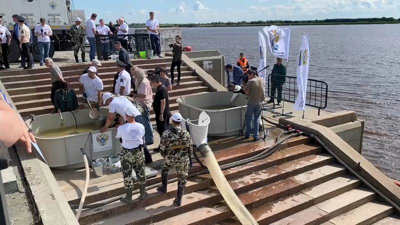 В реку Иртыш в Югре выпустили около 20 тысяч мальков сибирского осетра