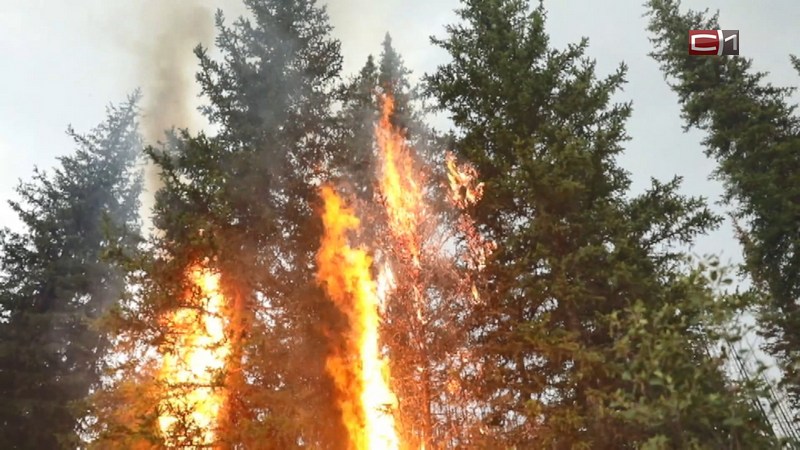 Режим чрезвычайной ситуации введен в Югре из-за лесных пожаров