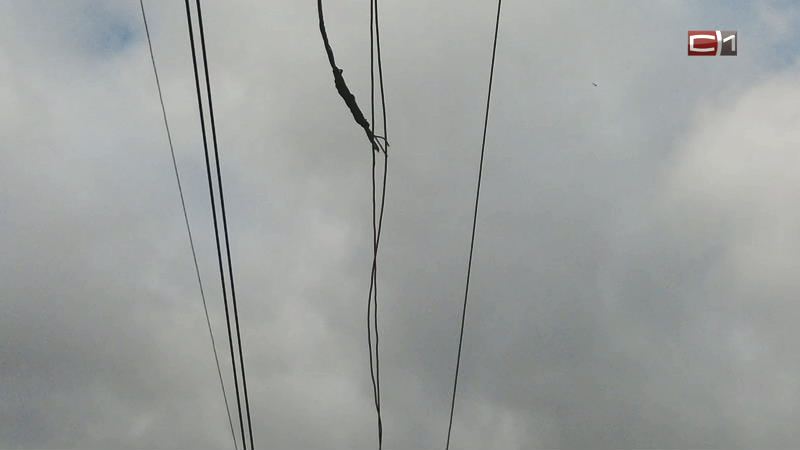 Бдительные югорчане охраняли опасный кабель, пока не приехали электрики